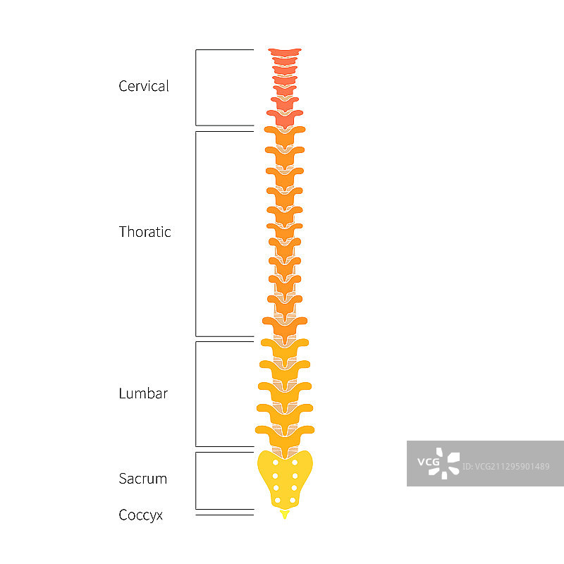 人体脊柱结构解剖学图片素材