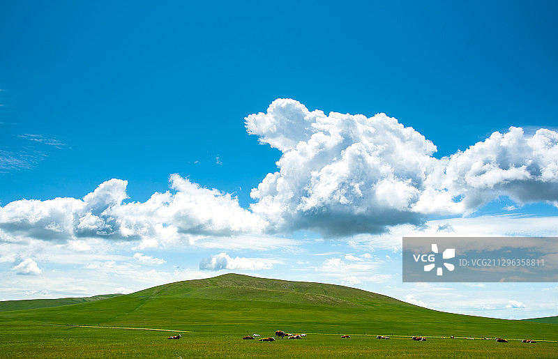 几头牛正在蓝天白云下的牧场休息图片素材