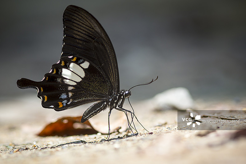 近距离观察蝴蝶Papilio Polytes Romulus，班奥，泰国岘港图片素材
