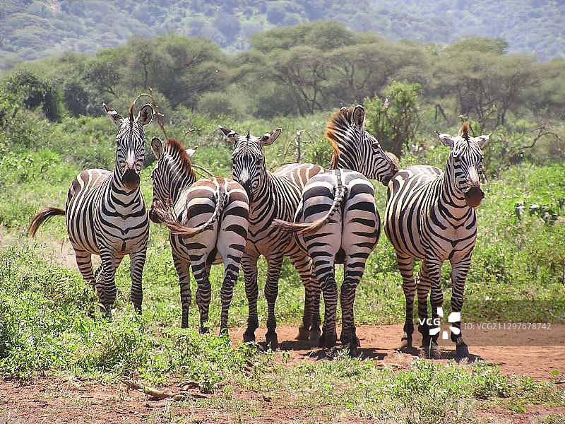 坦桑尼亚恩戈罗戈罗，《站在田野上的斑马》图片素材