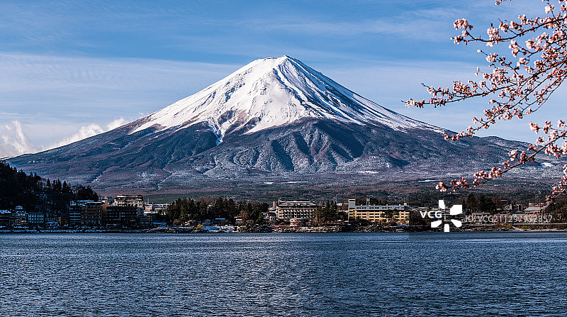 前一天被满天大雪打过的樱花，雪后的富士山在朝阳里依然美丽壮观图片素材