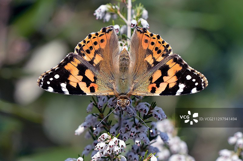 蝴蝶在花上授粉的特写，意大利卡斯特尔维斯卡多图片素材