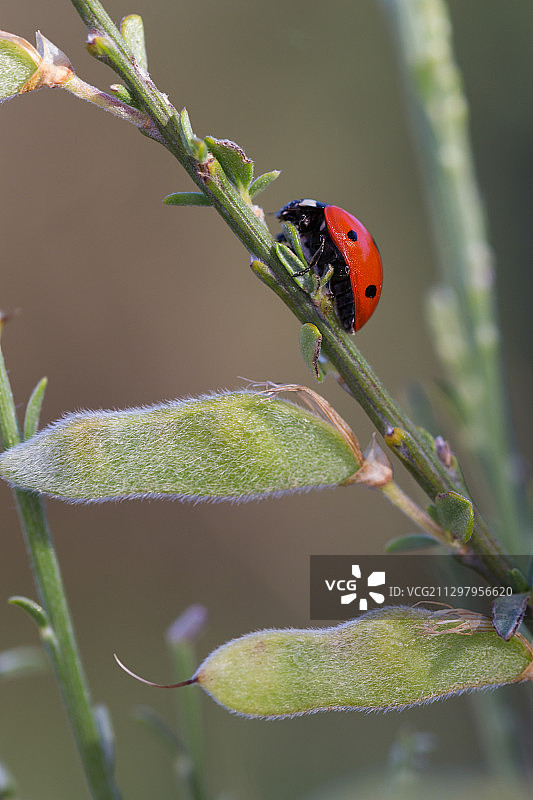 植物上的瓢虫特写，西班牙马尔帕蒂达图片素材