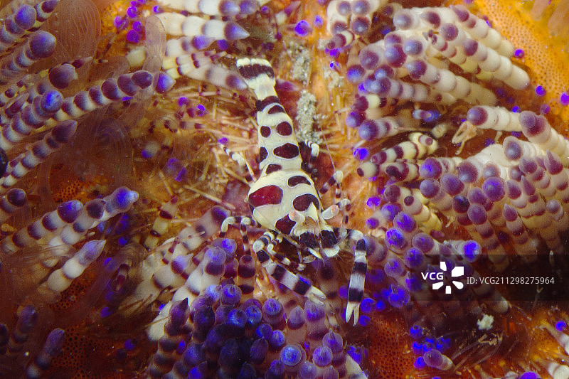 变火海胆中的科尔曼虾图片素材