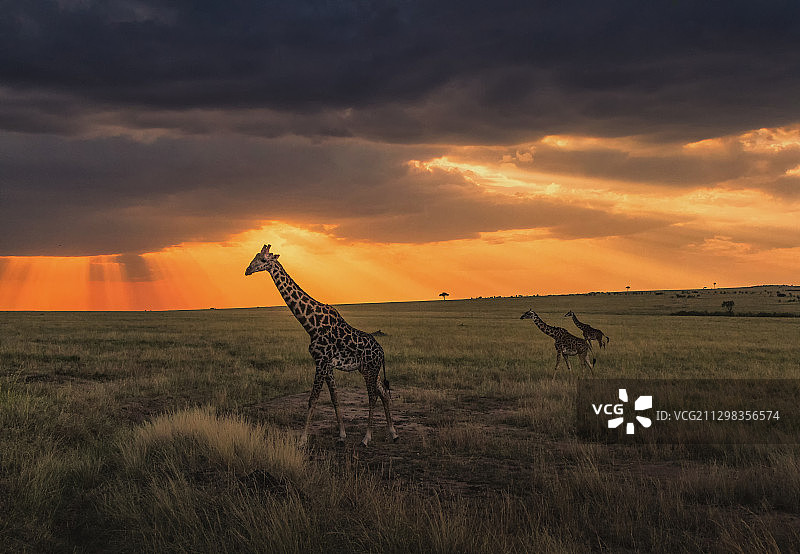 非洲科尼亚日落时的长颈鹿图片素材