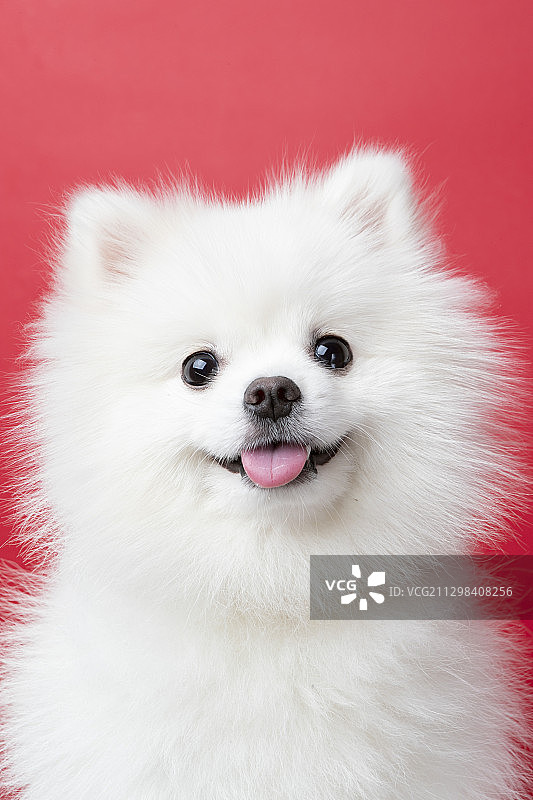 白色博美犬的特写在粉红色的背景微笑图片素材