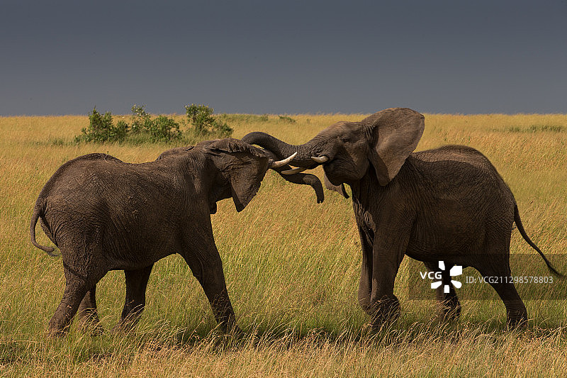 两只大象在玩耍，肯尼亚基汉查图片素材