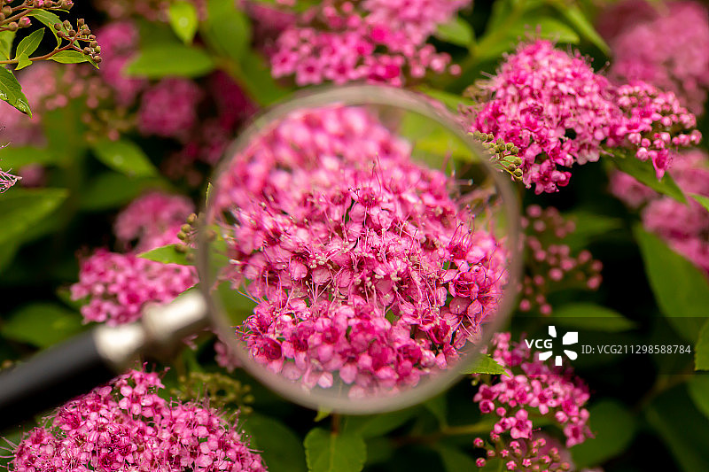 粉红色开花植物特写，金斯林恩，英国图片素材