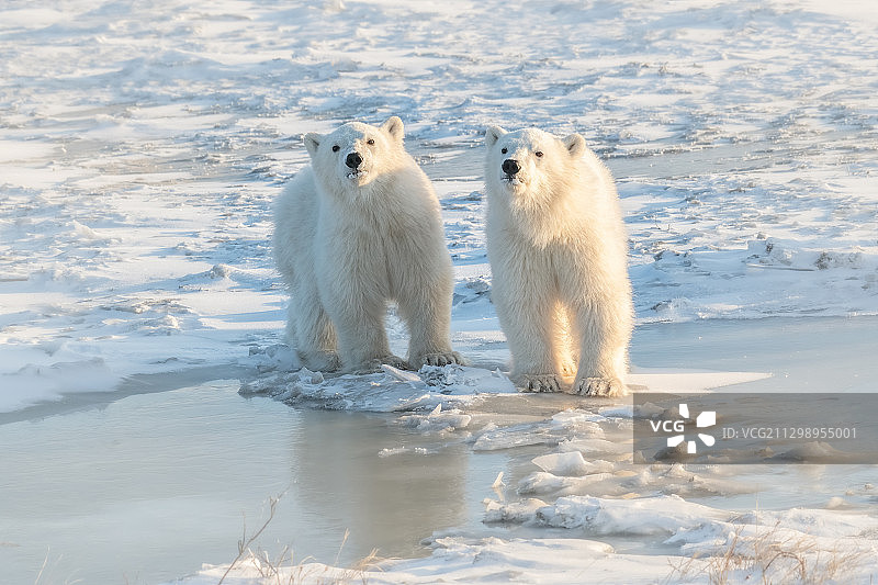 两只北极熊在打架，汤普森，加拿大图片素材