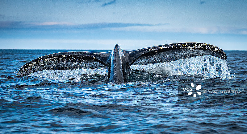 高角度的鲸鱼游泳在海，卡特琳娜，加拿大图片素材