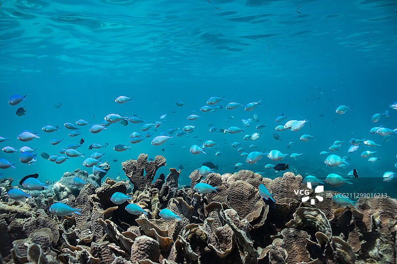 低角度的珊瑚在海，Hithadhoo，马尔代夫图片素材