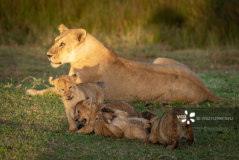坦桑尼亚恩戈罗戈罗，母狮和幼狮图片素材
