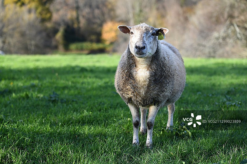 绵羊站在田野上的肖像，蒙特卡莱，法国图片素材