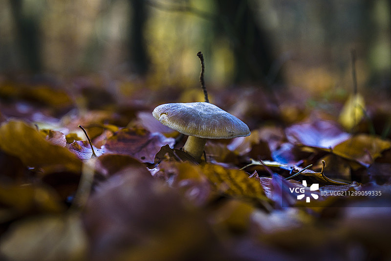 德国奥古斯特多夫，野外蘑菇生长特写图片素材