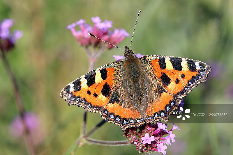 蝴蝶在花上授粉的特写，斯托夫市场，英国图片素材