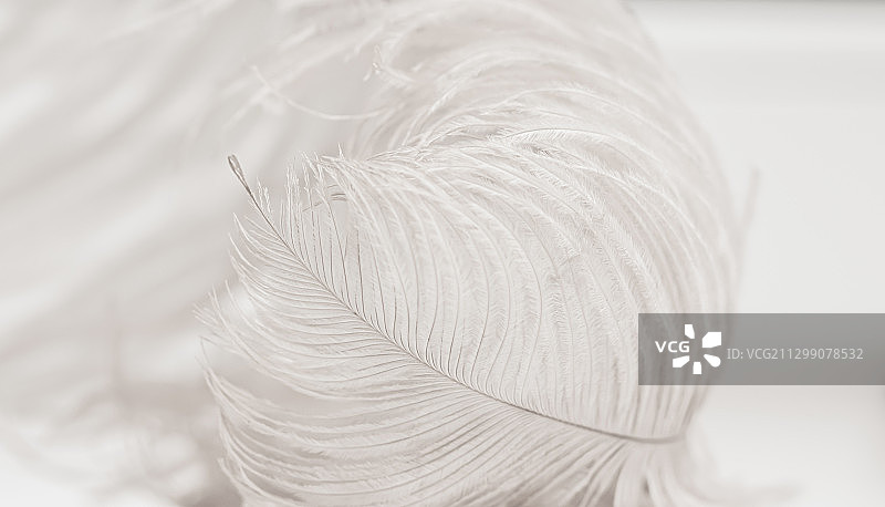 白色羽毛的特写，oliborz，波兰图片素材