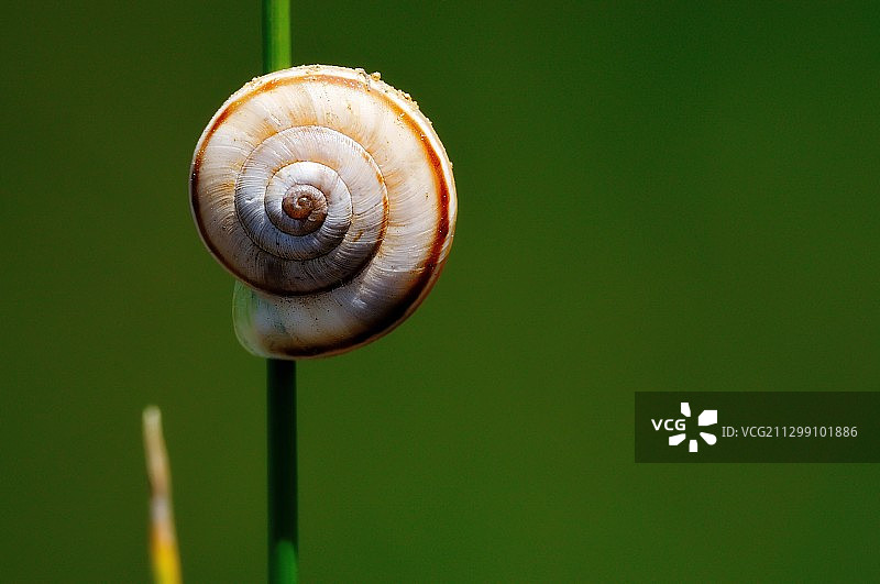 叶上蜗牛特写，乌莱，罗马尼亚图片素材