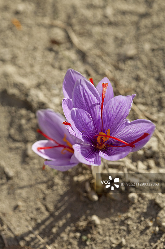 一种紫色的希腊藏红花(藏红花)图片素材