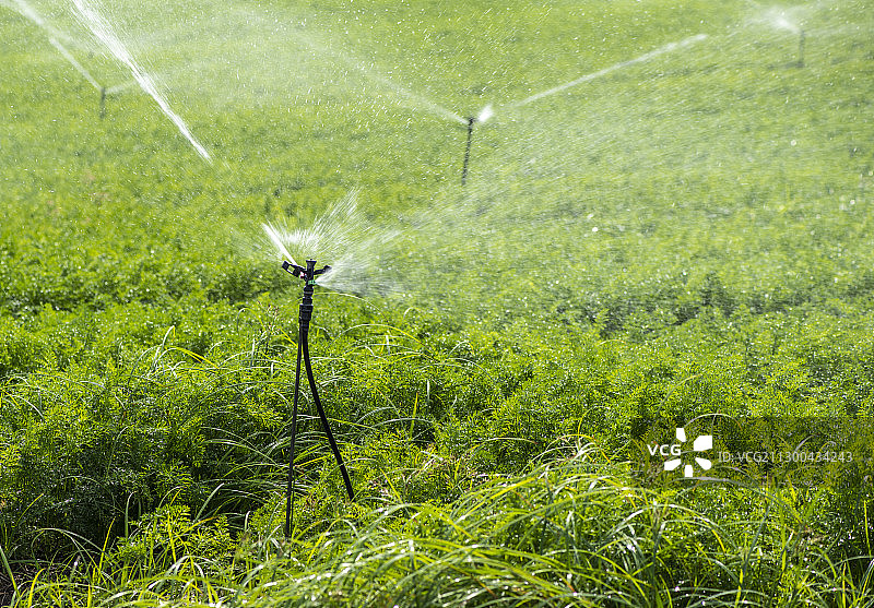 高角度的喷洒器在农业领域，基尤提，福贾，意大利图片素材