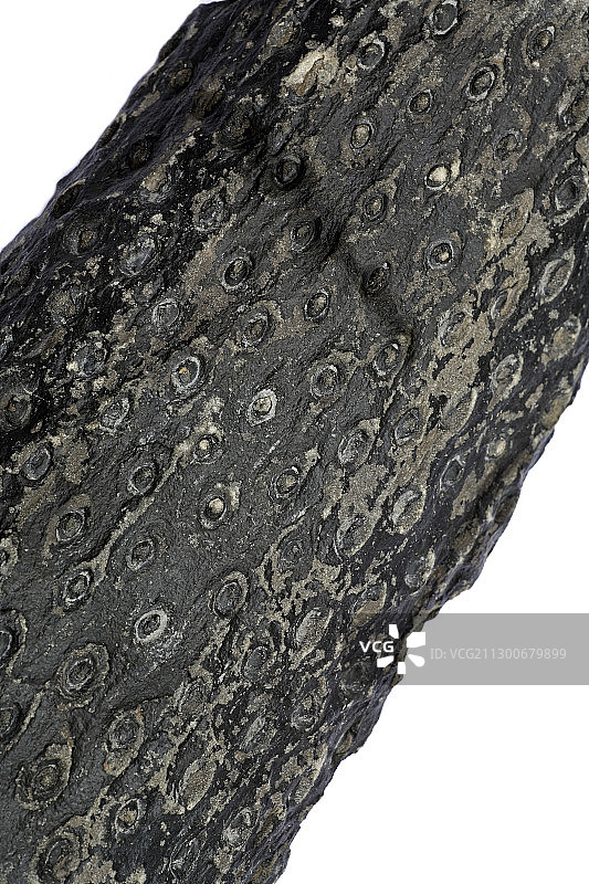 石松的树根化石图片素材