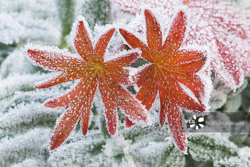 天竺葵或鹤嘴葵(天竺葵，天竺葵科)冬季的红色叶子上有白霜图片素材