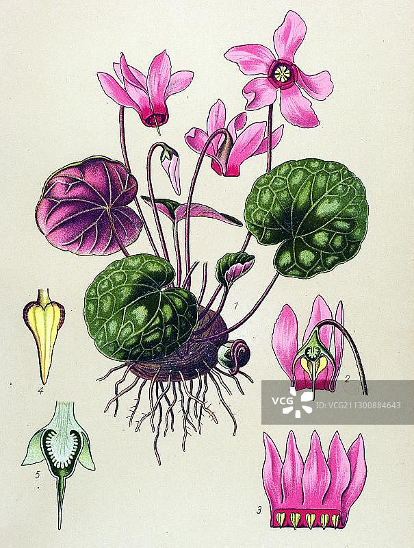 历史说明、仙客来(紫花仙客来、欧洲仙客来)、有毒植物、药用植物图片素材