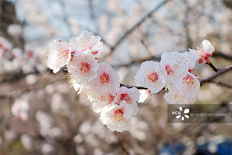 春天里盛开着的梅花图片素材