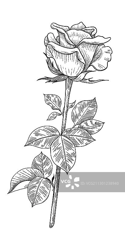 手工绘制的玫瑰花蕾带叶图片素材