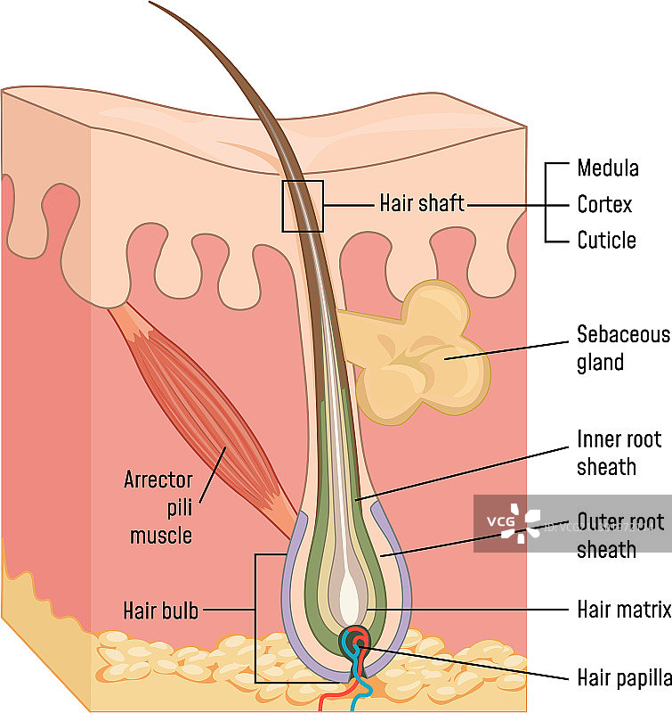 人体皮肤和毛发解剖医学图表图片素材