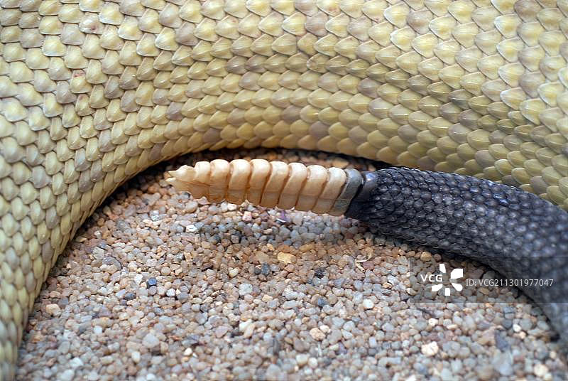 墨西哥西海岸响尾蛇或墨西哥绿响尾蛇(蛇颈响尾蛇)在德国动物园，欧洲图片素材