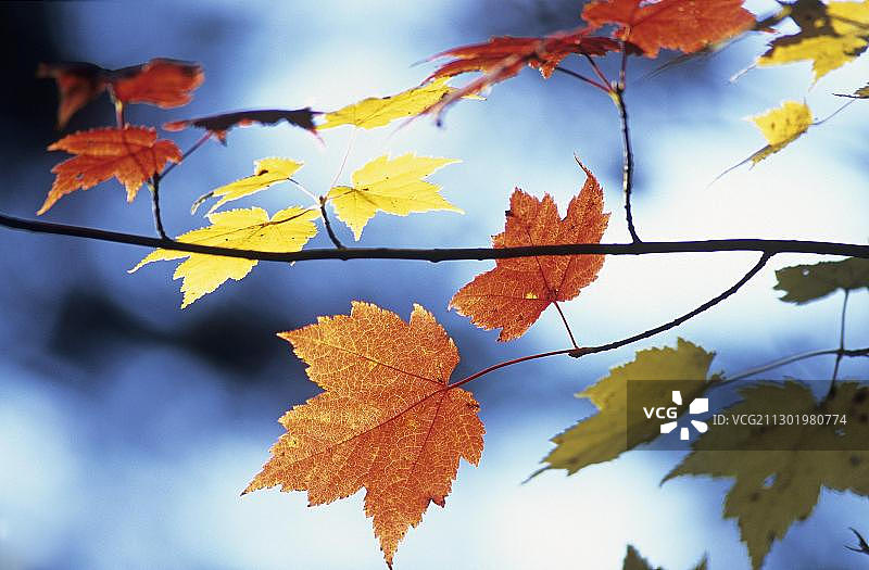 糖枫树叶(糖槭)，秋天的颜色在加拿大东部在印度夏季，拉毛里西国家公园，魁北克，加拿大，北美图片素材