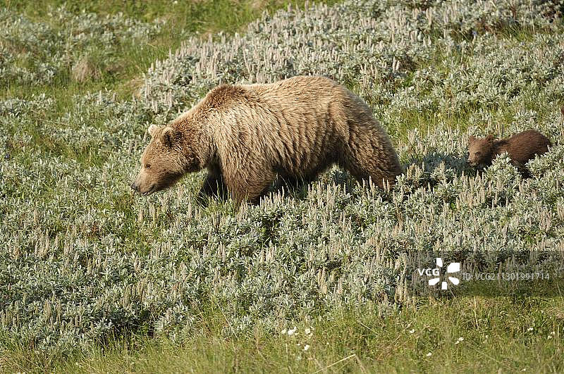 北美，美国阿拉斯加州德纳里国家公园，棕熊带着幼崽穿过苔原图片素材