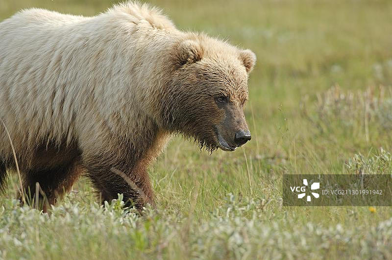 棕熊漫游苔原，德纳里国家公园，阿拉斯加，美国，北美图片素材