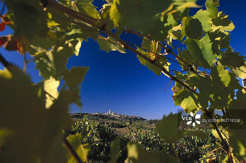 葡萄园葡萄，圣吉米尼亚诺，托斯卡纳，意大利图片素材