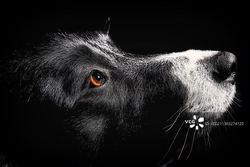 西班牙奥利乌斯，黑色背景下的狗的特写图片素材