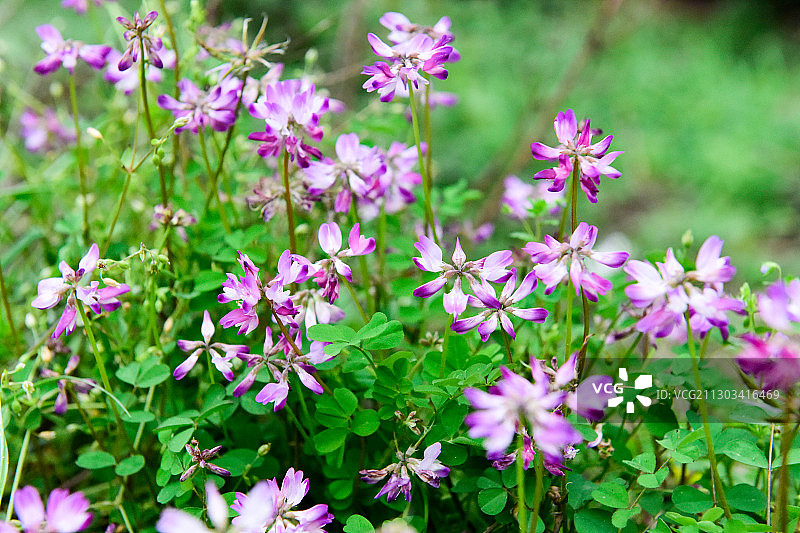 大自然中的紫云英花朵图片素材
