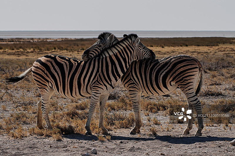 侧面的斑马站在场地上，帕克国家埃托沙，纳米比亚图片素材