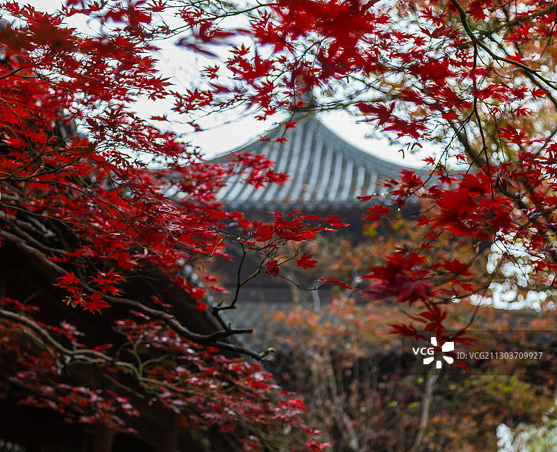 秋天栖霞山的红叶图片素材