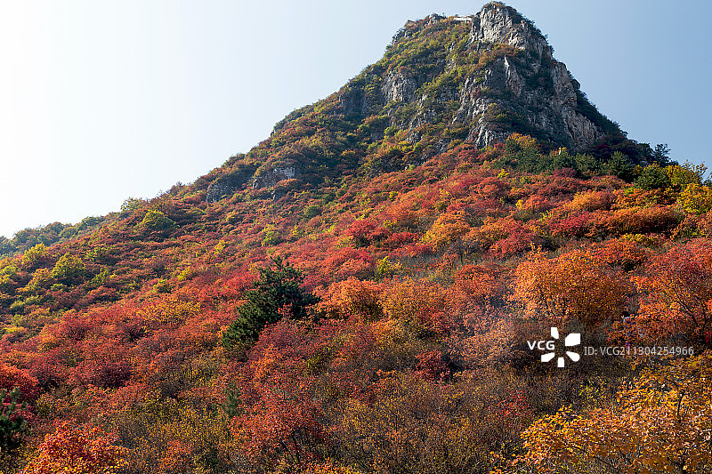 秋天山上的树叶变黄图片素材