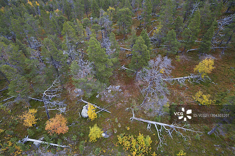 瑞典拉普兰诺博顿的拉波尼亚，联合国教科文组织世界遗产地，斯道拉斯约法莱国家公园的原始森林图片素材