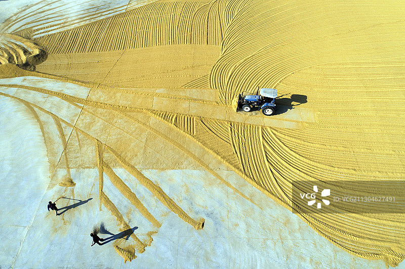 中国江苏苏北平原丰收的金色稻谷图片素材
