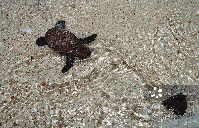 小玳瑁龟在海滩上奔跑着去看Eretmochelys imbricata图片素材