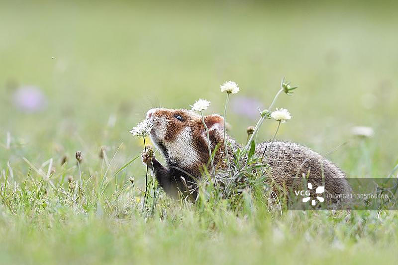 欧洲仓鼠嗅一种植物，奥地利维也纳，欧洲图片素材