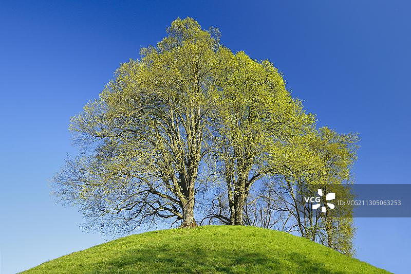 椴树，椴规格，巴塞尔国家，瑞士，欧洲图片素材