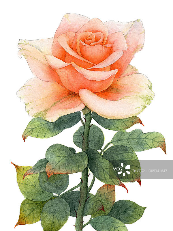 手绘水彩植物花卉玫瑰花素材插画图片素材