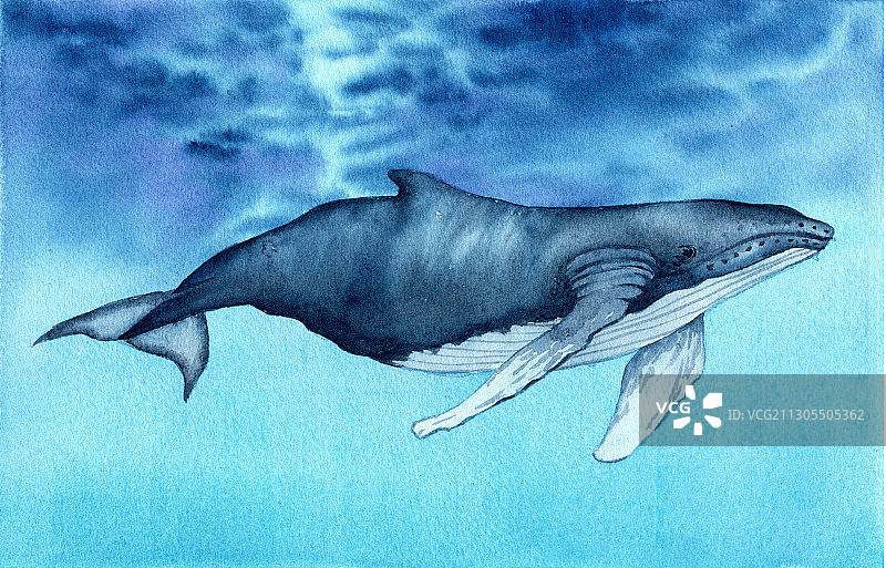 手绘水彩动鲸鱼须鲸游泳素材元素插画图片素材