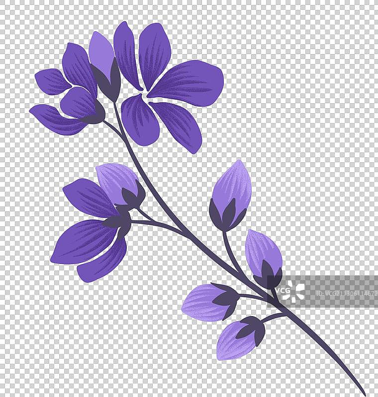 紫色的花卉图片素材