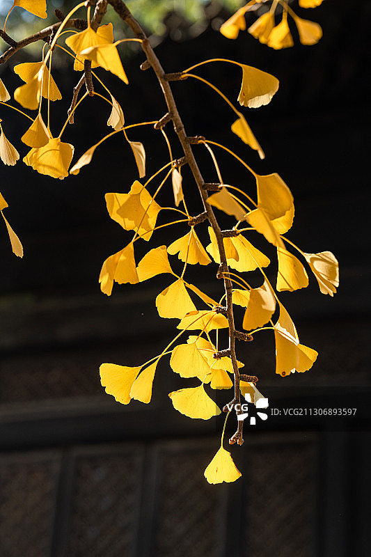 秋季北京大觉寺内的金黄色银杏叶图片素材