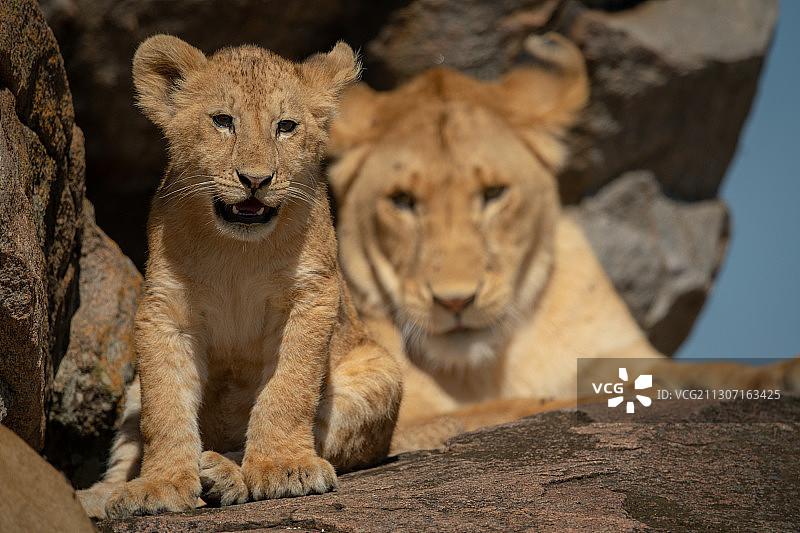 两头狮子休息,Ololosokwan、坦桑尼亚图片素材
