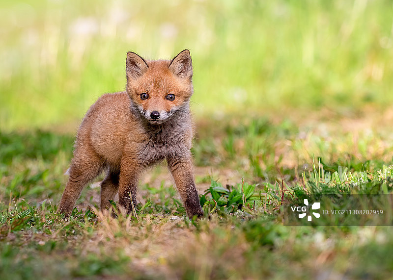 狐狸站在草地上的肖像，丹麦图片素材